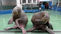 Pen Pineapple Apple Pen