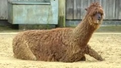 Llama - The Llama Song