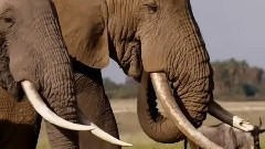 影视原声 - 纪录片<象牙游戏>预告片