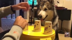 阿拉斯加雪橇犬