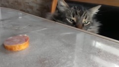 Kocie sumienie vs Apetyt