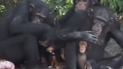 Кормление подопытных шимпанзе, брошенных исследовательским центром на пустынном острове в Либерии