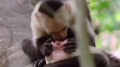 Мова тварин