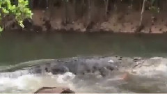 Крокодил виходить від річки і отримує обличчям до обличчя з рибалки