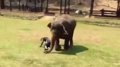 照顾大象的人被打 大象反应是令人兴奋