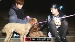 生不如狗系列之EXO的宠物们