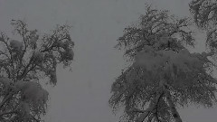 Merry Christmas  (1)