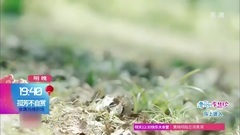 孤芳不自赏剧透36