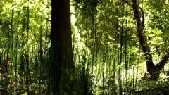 永恒的爱(Stamatis Spanoudakis)