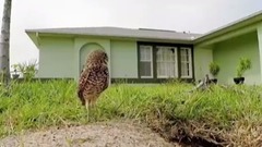 Танцующие совы