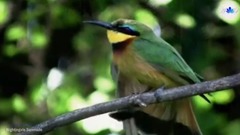 夜莺小夜曲Toselli Serenade