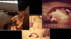 Taylor Swift - Taylor & Pets(Pictures)