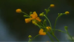 Мой Бог пребудь со мной всегда