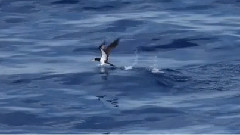 民乐群星,风景,音乐短片,轻音乐,乐动城市 - 46天环南太平洋之旅