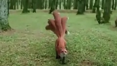 你们要的姑姑和阿九(白浅X凤九)