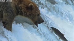 The Great Salmon Run