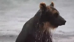 МЕДВЕДЬ И ЛОСОСЬ