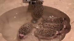 一窝小刺猬洗澡