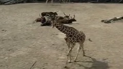 Жизнь под музыку