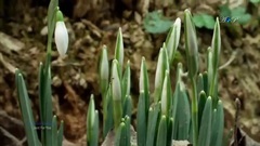 Giovanni Marradi - Spring Time