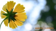 Giovanni Marradi - DESTINY