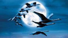 Nick Cave - To Be By Your Side