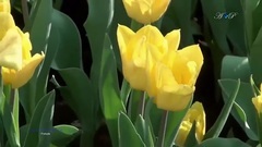 Giovanni Marradi - The Beauty Of Spring