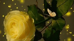 Richard Clayderman - Jardin Secret