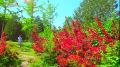 华语童星 - 如你所见