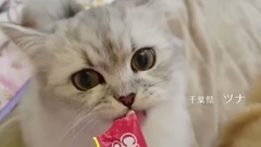 这魔性的CM,让多少喵星人欲罢不能~