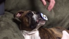 Собаки тоже любят соску