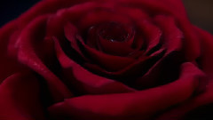 影视原声 - 电影<美女与野兽>先行版预告片