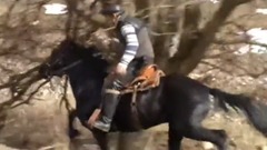 карачаевский иноходец