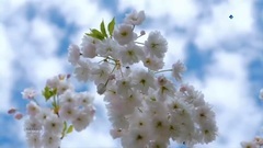 音乐短片 - The Beauty Of Spring