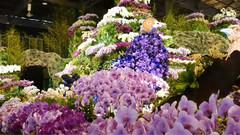 2017国际兰花节