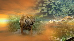 深蓝II:丰富的珊瑚礁(Deep Blue II Equator Reefs of Riches)