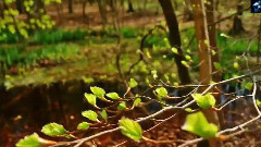 The Joy Of Spring (Original Mix)