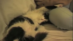 kedi dogumu gümüş