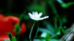 邓文怡 - 春暖花开