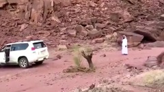 Месть дерева