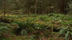 世界上最美丽的地方:奥林匹克热带雨林