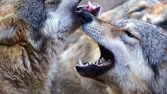 影视原声 - 电影<地球四季>