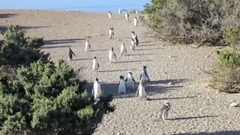 Любопытные пингвины