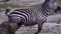 斑马一脚将狮子鼻子踢没了