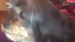 Barcelona'dan nefret eden köpek