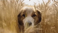 影视原声 - 电影《一条狗的使命》