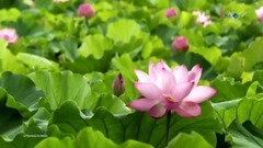 Michel Pépé - Le Flambeau du Monde