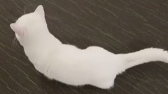 GoBooGi& Cats ChoBee skillman, short legs Not the kui is a corgi in cats