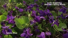 In the Beginning (Beautiful Spring World)