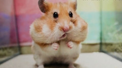 《圆圆小动物》照片展,可爱爆!